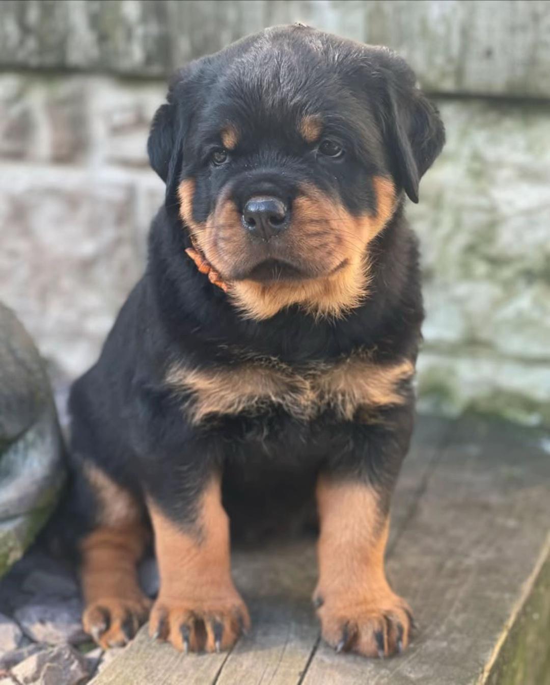Bruno