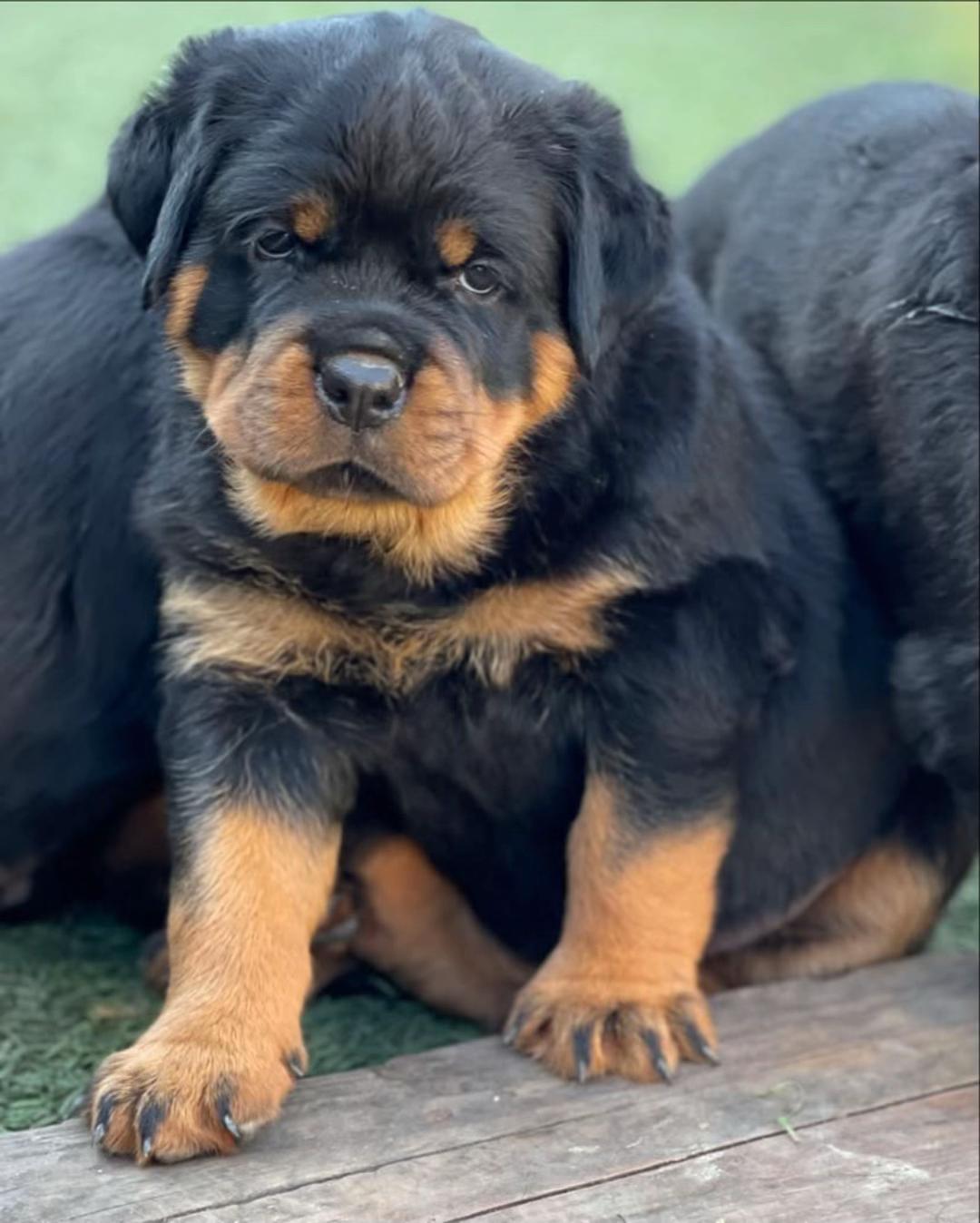 Bruno - Image 2