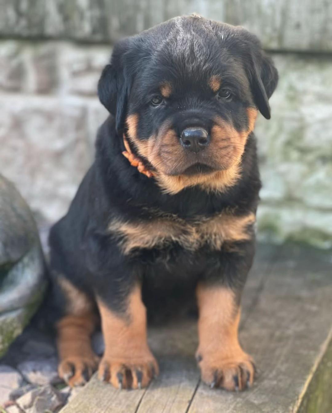 Bruno - Image 4